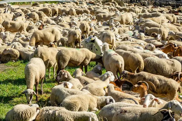 stock image transhumant herd resting next to the river Valira de Castanesa, municipality of Montanuy, Ribagorza, province of Huesca, Aragon, Cordillera de los Pirineos, Spain