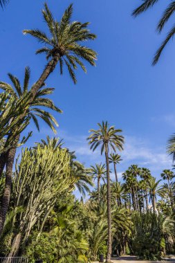 The Orchard of El Colomer, Palm Grove of Elche, UNESCO World Heritage Site, Valencian Community, Spain clipart