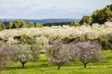 Badem ağaçları çiçek açıyor. Albenya kır çiftliği. - Randa. Mallorca. Balear Adaları. İspanya.