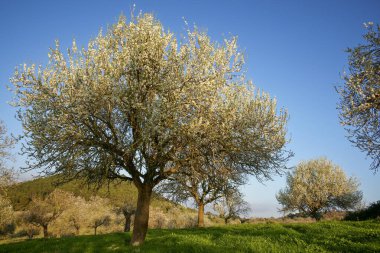 Badem ağaçları çiçek açıyor. Albenya kır çiftliği. - Randa. Mallorca. Balear Adaları. İspanya.