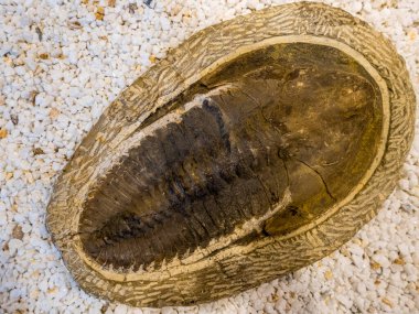 Trilobites Cambropallas Telesto, Kambriyen, Paleontolojik Yorum Merkezi La Rioja, Igea, La Rioja, İspanya, Avrupa