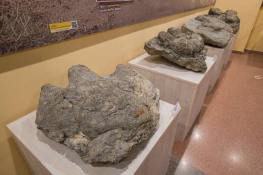 Iguanodon ayak izleri, La Rioja, Igea, La Rioja, İspanya, Avrupa Paleontolojik Yorum Merkezi