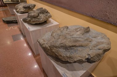 icnites, Paleontological Yorumlama Merkezi La Rioja, Igea, La Rioja, İspanya, Avrupa