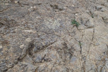 Dinozor ayak izleri, Los Cayos arkeolojik alanı, Cornago, La Rioja, İspanya, Avrupa