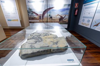 Prejanopterus curvirostra, Paleontoloji Merkezi, Enciso, La Rioja, İspanya, Avrupa