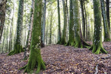Lizardoia integral rezervi, Irati ormanı, Navarra özerk bölgesi, İspanya