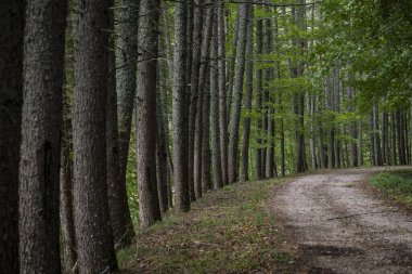 Irak yolu, Irati ormanı, Navarra foral topluluğu, İspanya