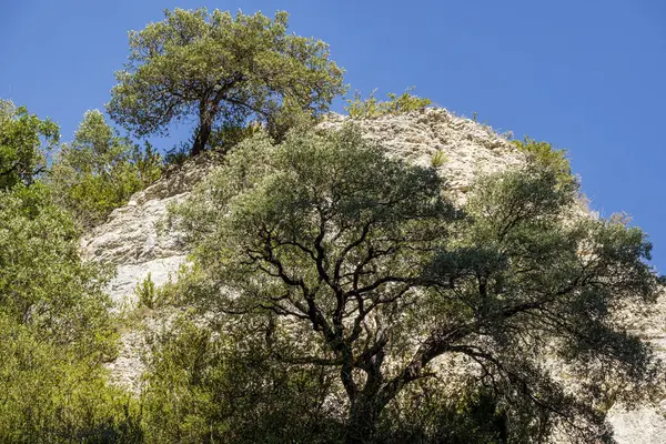 stock image Mixture of Mediterranean and Atlantic vegetation, Iranzu River Canyon, Navarra, Spain, Europe