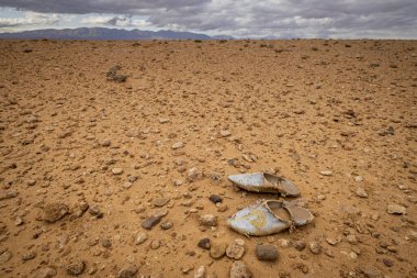 Maghreb espadrille lost in the desert, Muluya valley. Middle atlas. Morocco, Africa