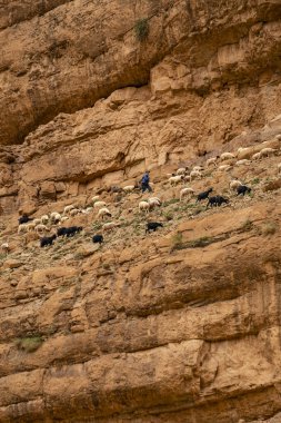 Kayalıklarda koyun sürüsü, Todgha Gorges, Yüksek Atlas, Fas, Afrika