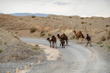 dromedary or Arabian camel (Camelus dromedarius), route, Amellagou, High Atlas, Morocco, Africa