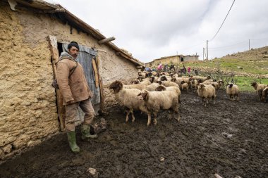 Çoban sürüsüyle birlikte, Ifran Ulusal Parkı, Orta Atlas, Fas, Afrika