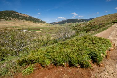 Geleneksel ekinler, Ifran Ulusal Parkı, Orta Atlas, Fas, Afrika