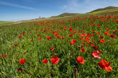 poppy field, Azrou, Ifrane, Morocco, Africa