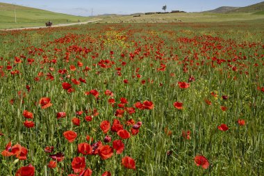 poppy field, Azrou, Ifrane, Morocco, Africa