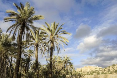 Berber Kasbah, Tioute pueblo, Sous Valley, Antiatlas, Fas