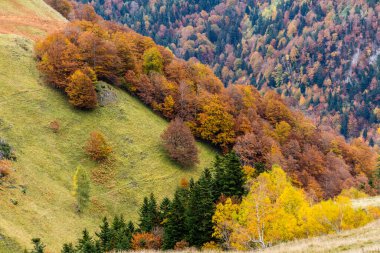 Sonbahar ormanı, Artiga de Lin vadisi, Aran vadisi, Pyrenees dağ sırası, Ileida, Catalunya, İspanya, Avrupa