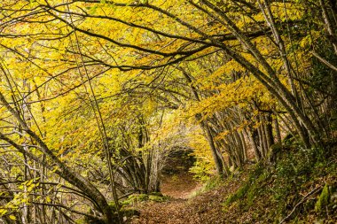Carlac Ormanı, Carlac Kayısı, Bausen, Aran Vadisi, Pireneler, İspanya, Avrupa