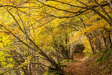 Carlac forest, - Carlac beech-, Bausen, Aran valley, Pyrenees mountain range, Spain, europe clipart