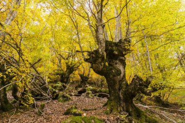 Carlac Ormanı, Carlac Kayısı, Bausen, Aran Vadisi, Pireneler, İspanya, Avrupa