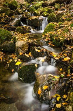 Carlac Nehri, Carlac Ormanı, Carlac Hayedosu, Bausen, Aran Vadisi, Pirene Dağı, İspanya, Avrupa