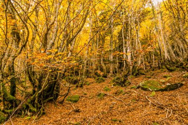 Carlac Ormanı, Carlac Kayısı, Bausen, Aran Vadisi, Pireneler, İspanya, Avrupa
