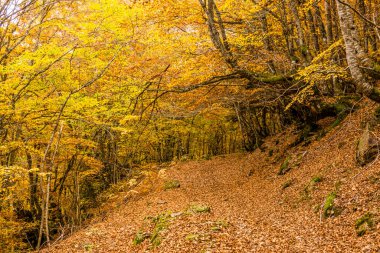 Carlac Ormanı, Carlac Kayısı, Bausen, Aran Vadisi, Pireneler, İspanya, Avrupa