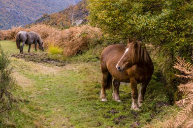 Bausen, Aran Vadisi, Pirene Dağları, Katalonya, İspanya, Avrupa