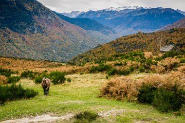 horses on Bausen, Aran valley, Pyrenees mountain range, Catalonia, Spain, europe clipart