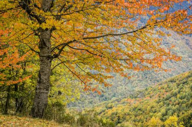 yaprak döken orman, Bausen, Aran vadisi, Pireneler dağ sırası, İspanya, Avrupa
