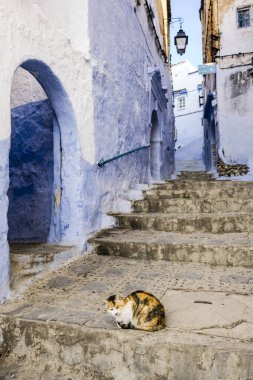 Mavi bir sokakta kedi, Şef Chauen, Chauen Fas, Kuzey Afrika, Afrika kıtası.