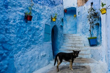 Medina 'da yalnız bir köpek, Chefchauen, Blue Street, Chauen, Fas, Kuzey Afrika.