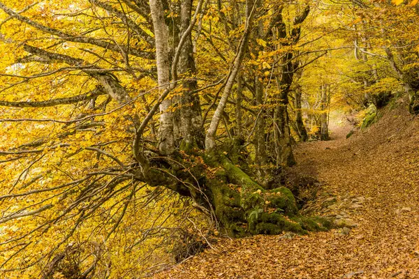 Carlac Ormanı, Carlac Kayısı, Bausen, Aran Vadisi, Pireneler, İspanya, Avrupa