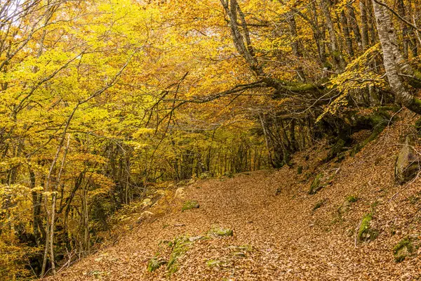 Carlac Ormanı, Carlac Kayısı, Bausen, Aran Vadisi, Pireneler, İspanya, Avrupa