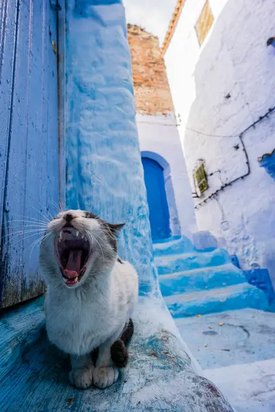 stock image cat in a blue alley, Chefchauen, -Chauen-, Morocco, north of Africa, African continent