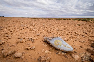 Maghreb alpargata çölde kayboldu, Muluya vadisi. Orta Atlas. Fas, Afrika