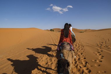 Erg Chebbi, Merzouga, Taffilalet, Fas, Afrika 'da turist deve kervanı