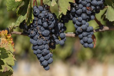 Grape clusters, vineyards between Briones and San Asensio, La Rioja, Spain clipart