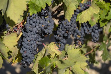 Brione 'lar ve San Asensio, La Rioja, İspanya arasındaki üzüm bağları.