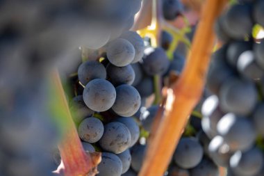 Grape clusters, vineyards between Briones and San Asensio, La Rioja, Spain clipart