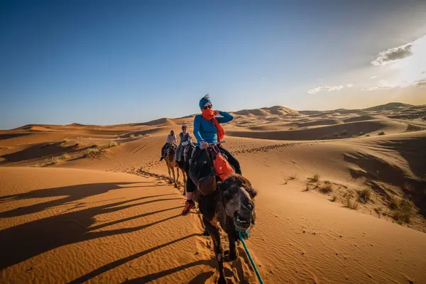 Stock image tourist camel caravan on Erg Chebbi, Merzouga, Taffilalet, Morocco, Africa