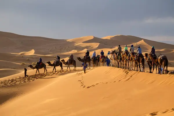 Erg Chebbi, Merzouga, Taffilalet, Fas, Afrika 'da turist deve kervanı