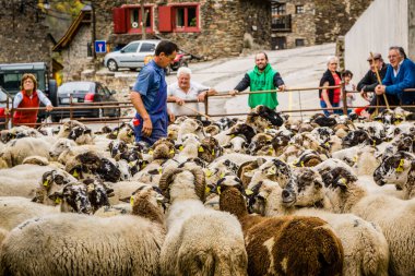 Aranese koyun sürüsü, Bausen, Aran Vadisi, Katalunya, Cordillera de los Pirineos, İspanya, Avrupa