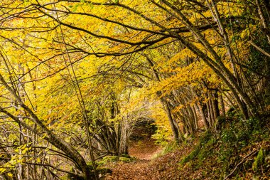 Carlac Ormanı, Carlac Kayısı, Bausen, Aran Vadisi, Pireneler, İspanya, Avrupa