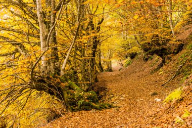 Carlac Ormanı, Carlac Kayısı, Bausen, Aran Vadisi, Pireneler, İspanya, Avrupa