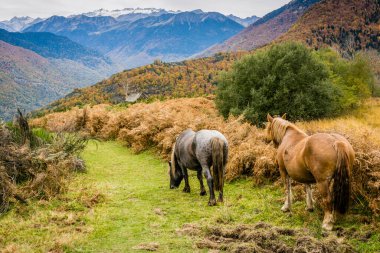 horses on Bausen, Aran valley, Pyrenees mountain range, Catalonia, Spain, europe clipart