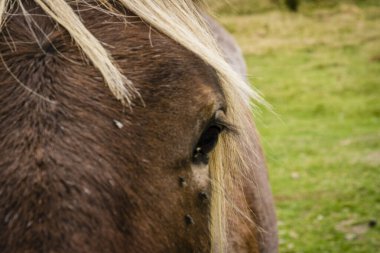 horses on Bausen, Aran valley, Pyrenees mountain range, Catalonia, Spain, europe clipart