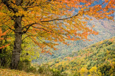 yaprak döken orman, Bausen, Aran vadisi, Pireneler dağ sırası, İspanya, Avrupa