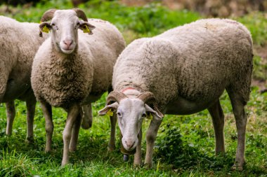 Aranese koyunu, Bausen, Aran vadisi, katalunya, cordillera de los Pirineos, İspanya, Avrupa
