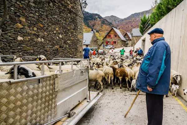 Aranese koyun sürüsü, Bausen, Aran Vadisi, Katalunya, Cordillera de los Pirineos, İspanya, Avrupa